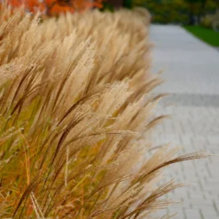 Adagio Maiden Grass 7 Adagio Maiden Grass -Perennials Shop Adagio Madien Grass 7 FGT