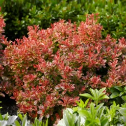 Admiration Barberry Shrub -Perennials Shop Admiration Barberry 1