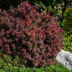 Admiration Barberry Shrub -Perennials Shop Admiration Barberry 2