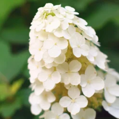 Alice Oakleaf Hydrangea 6 Alice Oakleaf Hydrangea -Perennials Shop Alice Oakleaf Hydrangea 2