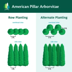 Full Speed A Hedge® American Pillar Arborvitae 13 Full Speed A Hedge® American Pillar Arborvitae -Perennials Shop AmericanPillarArborvitae