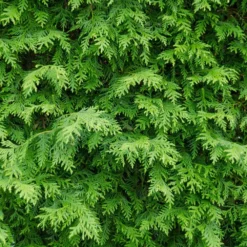 American Arborvitae 8 American Arborvitae -Perennials Shop American Arborvitae
