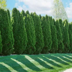 American Arborvitae 10 American Arborvitae -Perennials Shop American Arborvitae 2 FGT