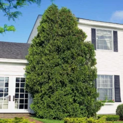 American Arborvitae 11 American Arborvitae -Perennials Shop American Arborvitae 6