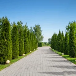 American Arborvitae 9 American Arborvitae -Perennials Shop American Arborvitae 8 FGT