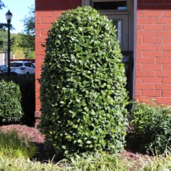 Greenleaf American Holly Shrub 9 Greenleaf American Holly Shrub -Perennials Shop American Holly Greenleaf 6 FGT