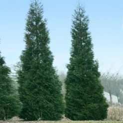 Full Speed A Hedge® American Pillar Arborvitae 9 Full Speed A Hedge® American Pillar Arborvitae -Perennials Shop American Pillar Arborvitae 1