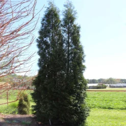 Full Speed A Hedge® American Pillar Arborvitae 12 Full Speed A Hedge® American Pillar Arborvitae -Perennials Shop American Pillar Arborvitae 5 FGT