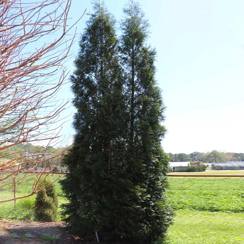 Full Speed A Hedge® American Pillar Arborvitae 6 Full Speed A Hedge® American Pillar Arborvitae - Image 6