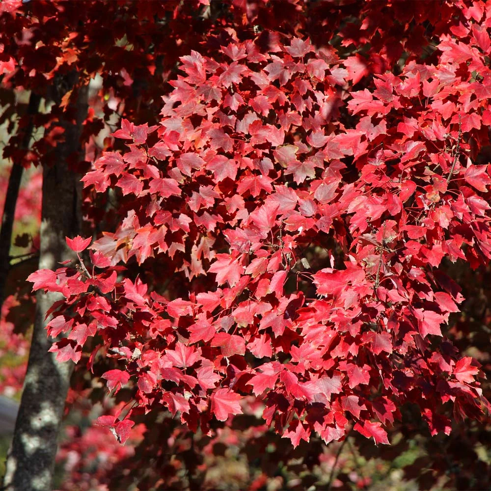 American Red Maple Tree 3 American Red Maple Tree - Image 3