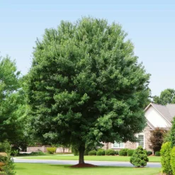 American Red Maple Tree 7 American Red Maple Tree -Perennials Shop American Red Maple 2