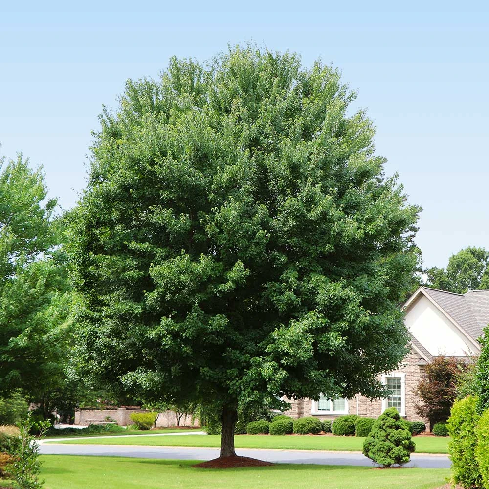 American Red Maple Tree 4 American Red Maple Tree - Image 4
