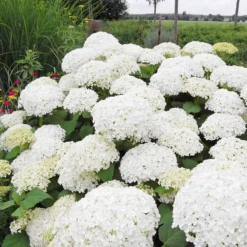 Annabelle Hydrangea Shrub 7 Annabelle Hydrangea Shrub -Perennials Shop Annabelle Hydrangea 1 FGT