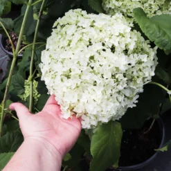Annabelle Hydrangea Shrub 8 Annabelle Hydrangea Shrub -Perennials Shop Annabelle Hydrangea 3