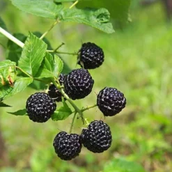 Apache Blackberry - USDA Organic 6 Apache Blackberry - USDA Organic -Perennials Shop Apache Blackberry 450 D1 4179cffd f3d4 477a bfba 36257375e93a