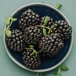 Apache Blackberry - USDA Organic 7 Apache Blackberry - USDA Organic -Perennials Shop Apache Blackberry 450 D2 0178c099 4324 413f a424 048cda519a64