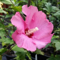 Aphrodite Rose Of Sharon Althea Shrub 6 Aphrodite Rose Of Sharon Althea Shrub -Perennials Shop Aphrodite Rose of Sharon 1