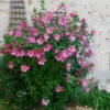 Aphrodite Rose Of Sharon Althea Shrub