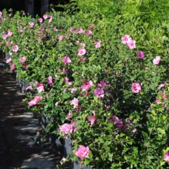 Aphrodite Rose Of Sharon Althea Shrub 7 Aphrodite Rose Of Sharon Althea Shrub -Perennials Shop Aphrodite Rose of Sharon 6 FGT