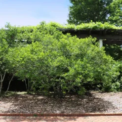 Apollo Winterberry Holly Shrub -Perennials Shop Apollo WInterberry 2