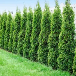 New Arrival 7 Degroot's Spire Thuja Arborvitae Tree
