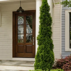 Degroot's Spire Thuja Arborvitae Tree 8 Degroot's Spire Thuja Arborvitae Tree -Perennials Shop Arborvitae degroots Spire 3