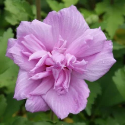 Ardens Rose Of Sharon Althea Shrub 6 Ardens Rose Of Sharon Althea Shrub -Perennials Shop Ardens Rose of Sharon 3