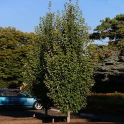 Armstrong Gold® Maple 9 Armstrong Gold® Maple -Perennials Shop Armstrong Gold 3