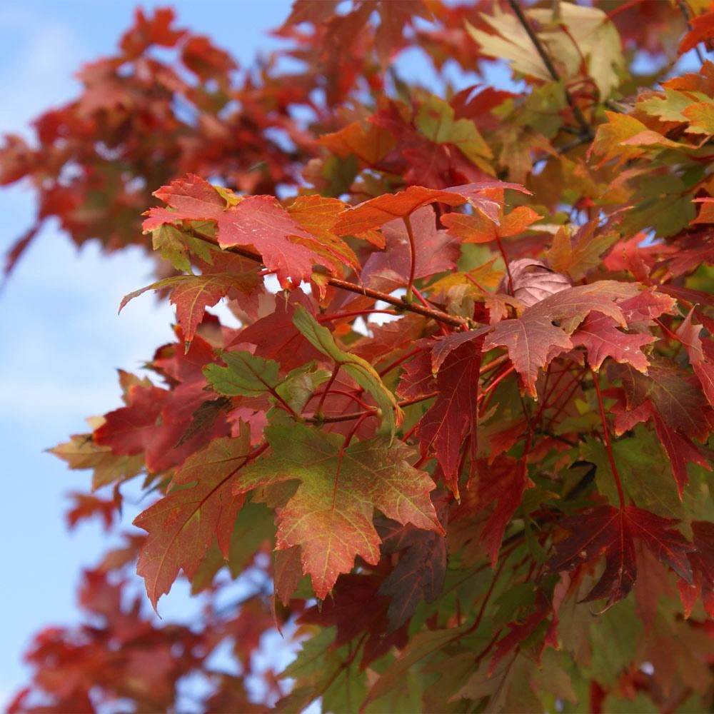 Autumn Blaze® Red Maple Tree 6 Autumn Blaze® Red Maple Tree - Image 6