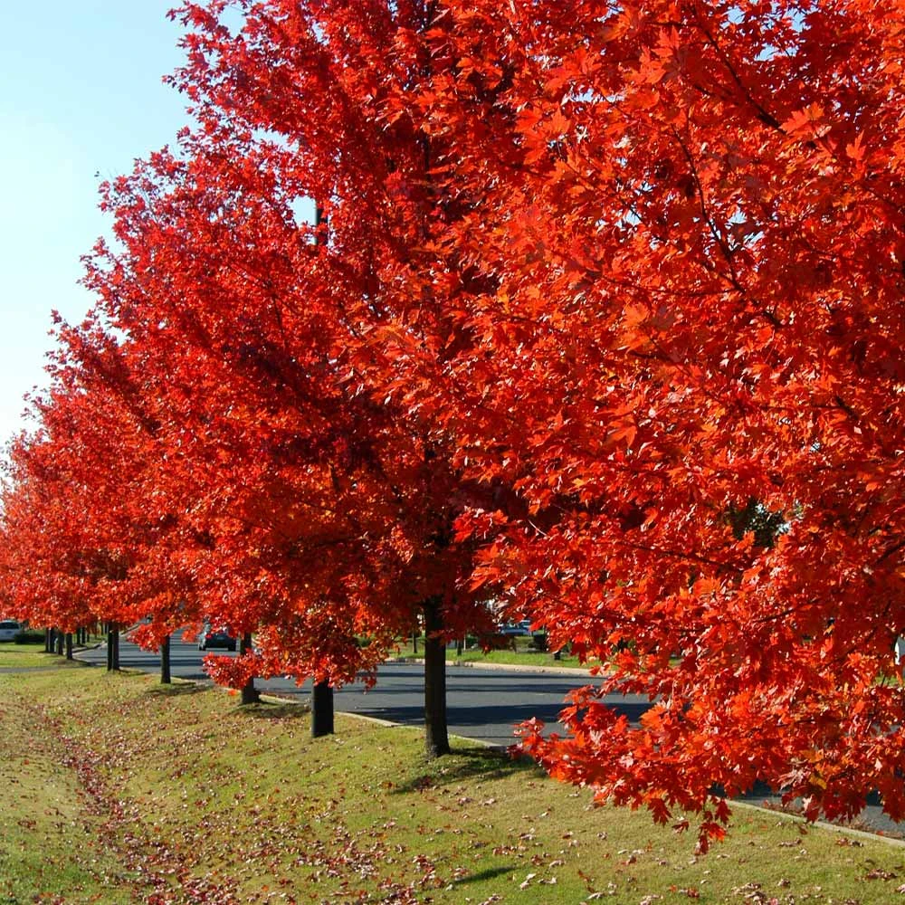 Autumn Blaze® Red Maple Tree 4 Autumn Blaze® Red Maple Tree - Image 4
