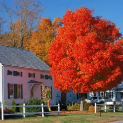 Autumn BlazeĀ® Red Maple Tree