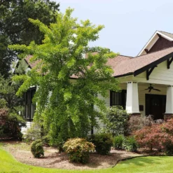 Autumn Gold Ginkgo Tree 7 Autumn Gold Ginkgo Tree -Perennials Shop Autumn Gold Ginkgo Biloba 1 FGT