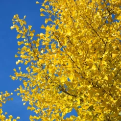 Autumn Gold Ginkgo Tree 9 Autumn Gold Ginkgo Tree -Perennials Shop Autumn Gold Ginkgo Biloba 4 FGT