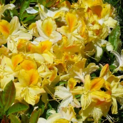 Lemon Lights Azalea Shrub 6 Lemon Lights Azalea Shrub -Perennials Shop Azalea Lemon lights 1