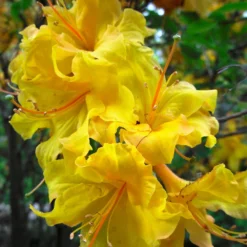 Lemon Lights Azalea Shrub 7 Lemon Lights Azalea Shrub -Perennials Shop Azalea Lemon lights 2