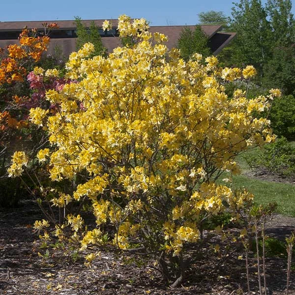 Lemon Lights Azalea Shrub 1 Lemon Lights Azalea Shrub