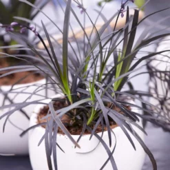 Black Mondo Grass 7 Black Mondo Grass -Perennials Shop BLack Mondo Grass 4 FGT