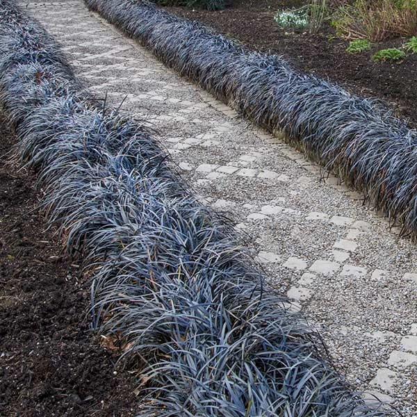 Black Mondo Grass 1 Black Mondo Grass