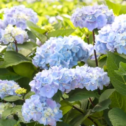 Blue Enchantress® Hydrangea -Perennials Shop BLue Enchantress Hydrangea 2 FGT