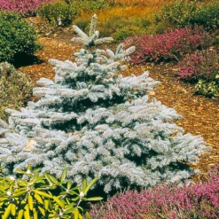 Baby Blue Spruce Tree 5 Baby Blue Spruce Tree -Perennials Shop Baby Blue 2