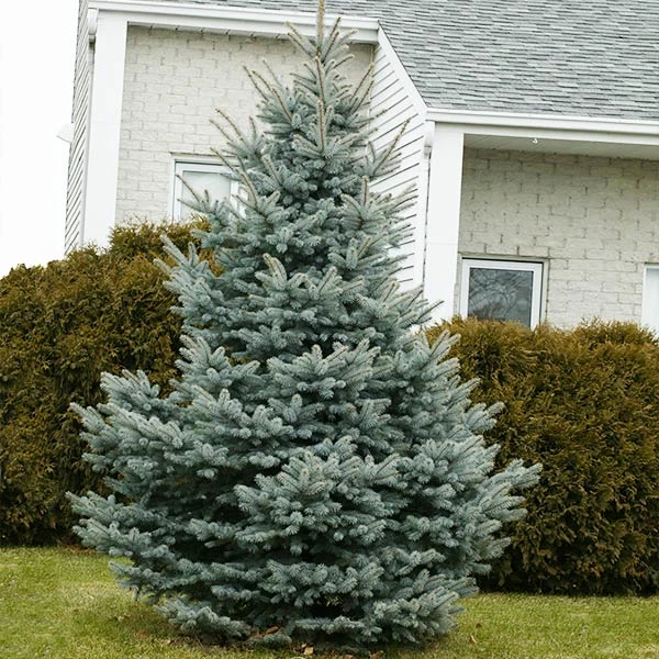 Baby Blue Spruce Tree 1 Baby Blue Spruce Tree
