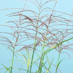 Miscanthus Bandwidth (Chinese Silver Grass) 8 Miscanthus Bandwidth (Chinese Silver Grass) -Perennials Shop Bandwidth Maiden Grass 2
