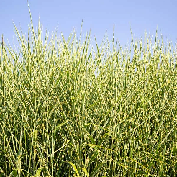 Miscanthus Bandwidth (Chinese Silver Grass) 1 Miscanthus Bandwidth (Chinese Silver Grass)