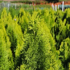 Berckman's Gold Arborvitae 9 Berckman's Gold Arborvitae -Perennials Shop Berckmans Arborvitae 8