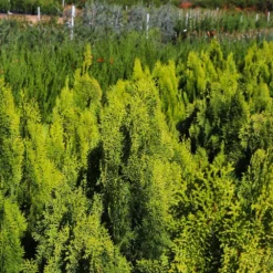 Berckman's Gold Arborvitae 7 Berckman's Gold Arborvitae -Perennials Shop Berckmans Arborvitae 9