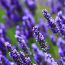 Big Time Blue Lavender 9 Big Time Blue Lavender -Perennials Shop Big Time Blue Lavender 450 D2