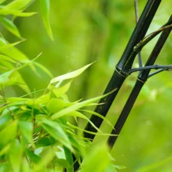 Black Bamboo 10 Black Bamboo -Perennials Shop Black Bamboo 1 FGT