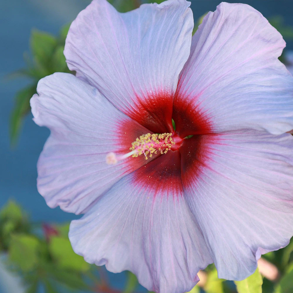 Summer Spice® Hardy Hibiscus Bleu Brulee™ 3 Summer Spice® Hardy Hibiscus Bleu Brulee™ - Image 3