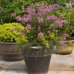 Bloomerang® Lilac Shrub 12 Bloomerang® Lilac Shrub -Perennials Shop Bloomerang Lilac Shrub 1
