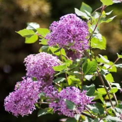 Bloomerang® Lilac Shrub 10 Bloomerang® Lilac Shrub -Perennials Shop Bloomerang Lilac Shrub 2